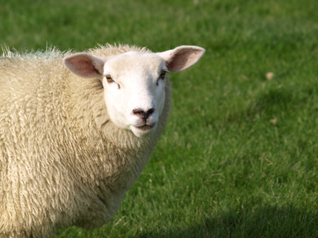 War´s der Wolf? Zahlreiche Schafe auf einer Fläche im Kreis Rendsburg-Eckernförde gerissen
