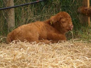 kalb