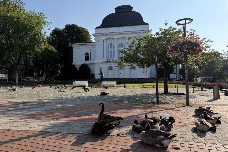 Gänsepopulation im Rendsburger Stadtpark – eine stadtweite Herausforderung, die alle betrifft